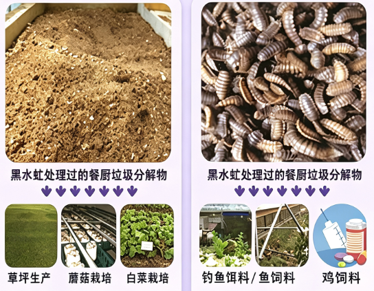 科教频道实地拍摄全套黑水虻产线